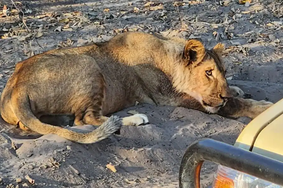 🕓Victoria Falls: 3 Hour Safari Drive in Zambezi NP* D-F-ES-GB