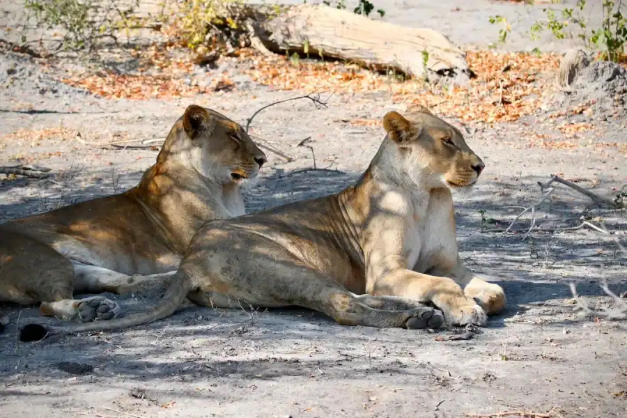 🕓Victoria Falls: 4-Day Tour with Chobe