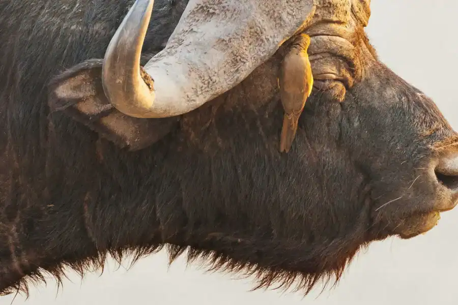 🕓Victoria Falls, Chobe day trip and devils pool combo
