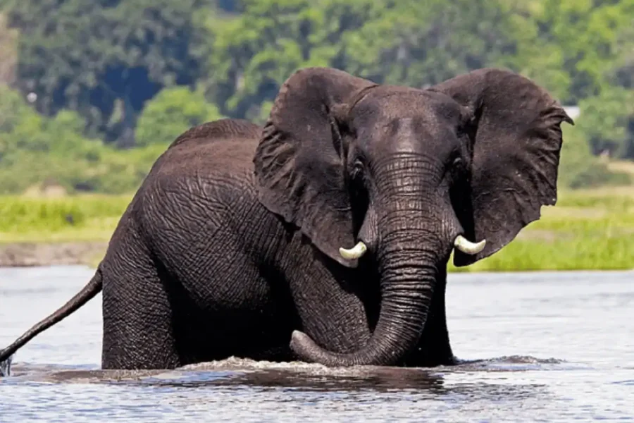 🕓Victoria Falls: Chobe Full Day Trip