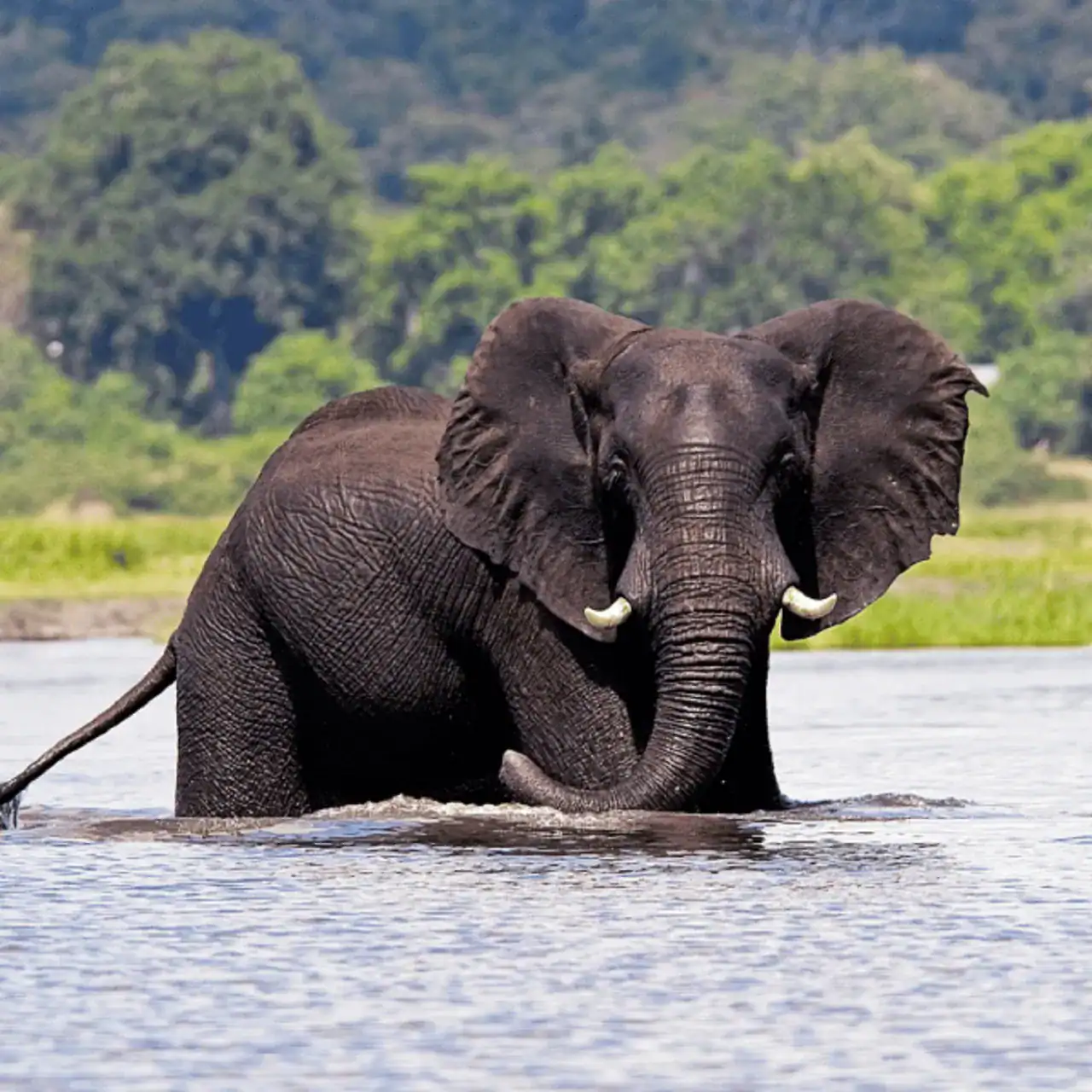 🕓Victoria Falls: Chobe Full Day Trip