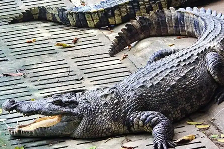 🕓Victoria Falls: Crocodile Farm and Big Tree Tour