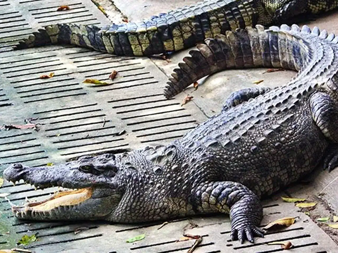 🕓Victoria Falls: Crocodile Farm and Big Tree Tour