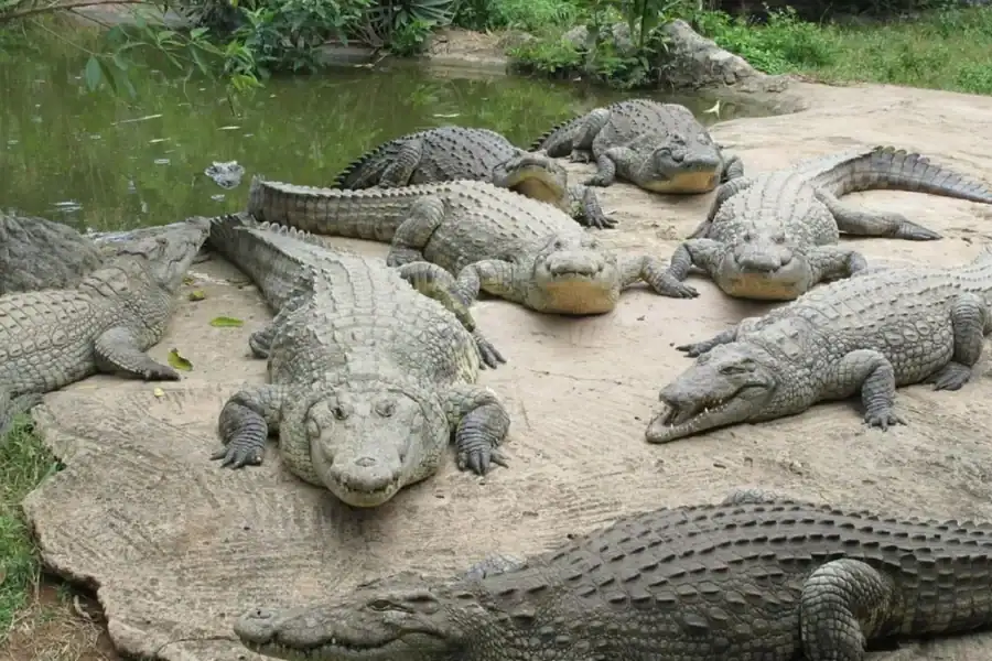 🕓Victoria Falls: Guided Tour, Crocodile Farm, Boat Cruise