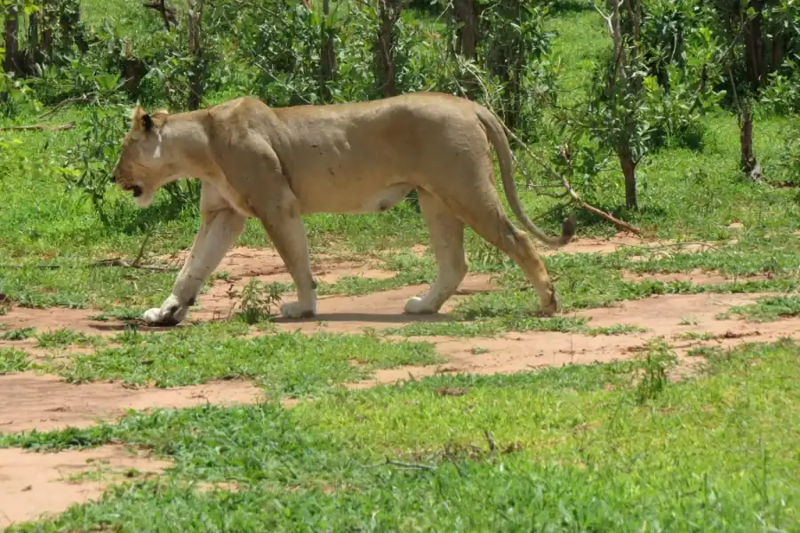 🕓Victoria Falls: Hwange National Park Full-Day Safari