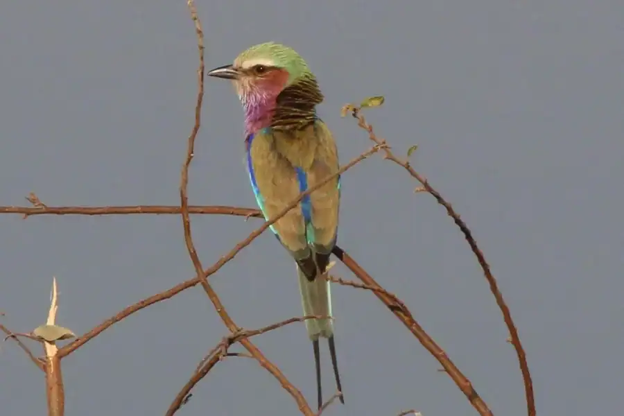 🕓Victoria Falls: Private Birdwatching Safari near the town