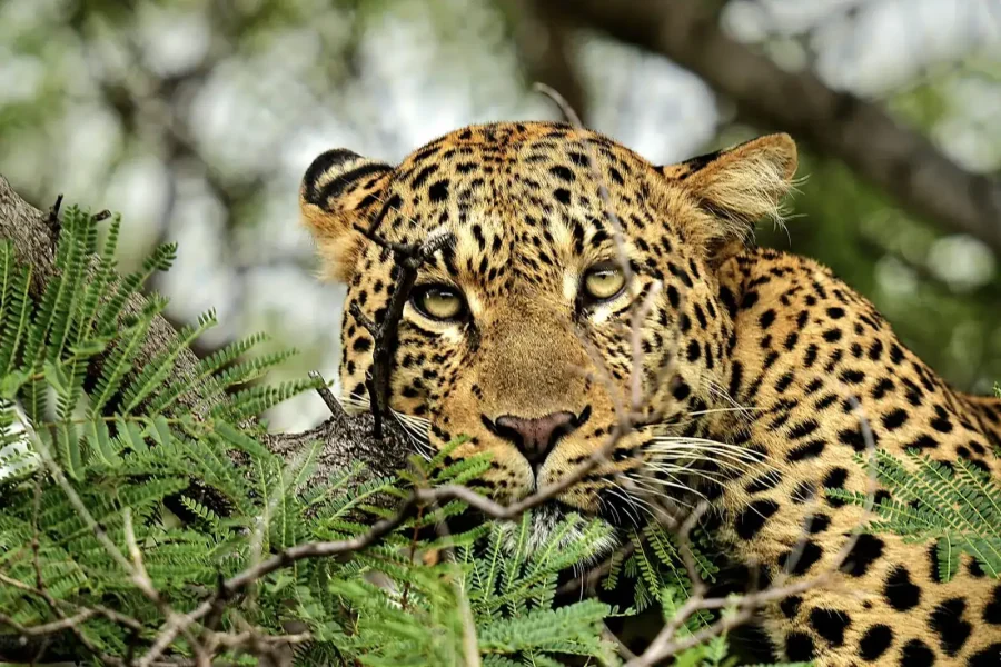 🕓Victoria Falls: Quadripoint and Chobe Day Trip with Lunch