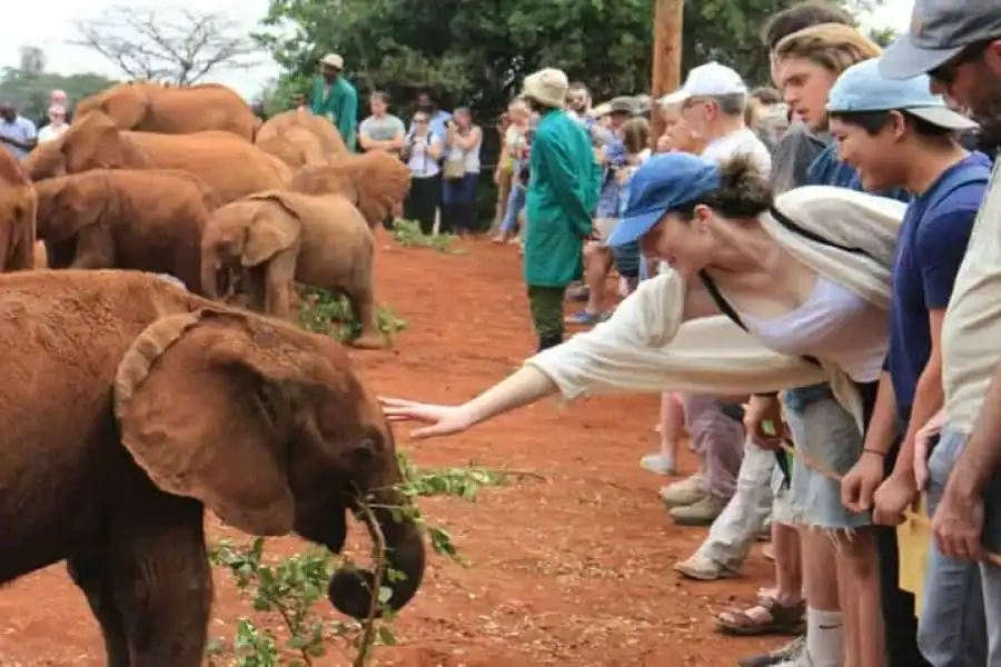 🚸Visit To David Sheldrick Elephant Orphanage
