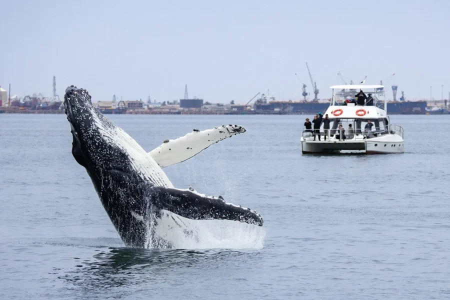 🕓Walvis Bay: Marine Big 5 Luxury Catamaran Tour