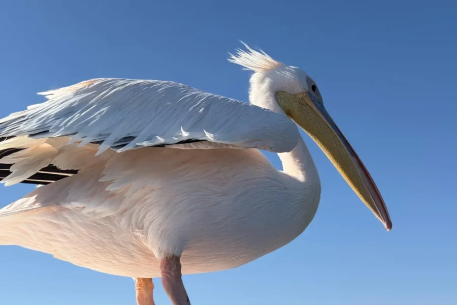 🕓Walvis Bay: Morning Cruise& Sandwich Harbour 4×4 Tour Combo