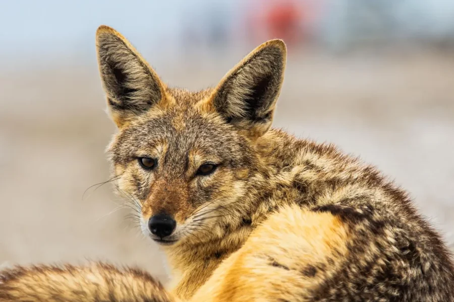 🕓Walvis Bay : Pelican Point Birding and Cape Fur seal tour