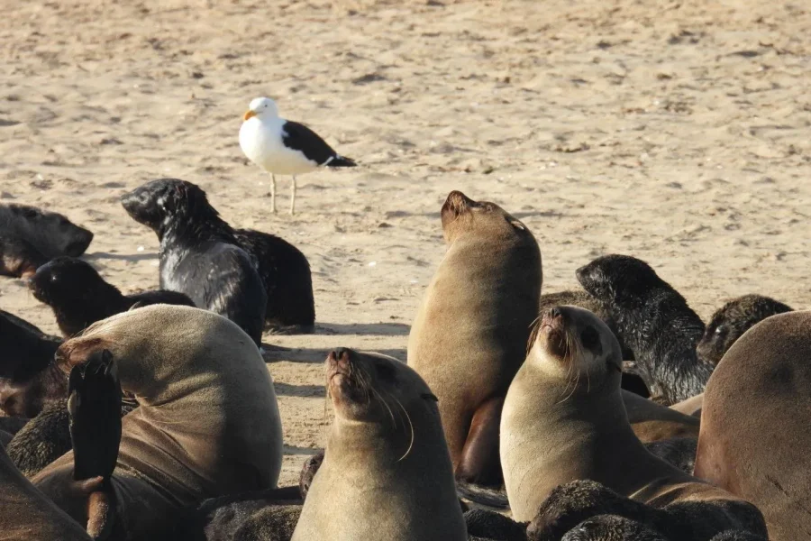 🕓Walvis Bay: Pelican Point Seal and Sandwich Harbour Tour