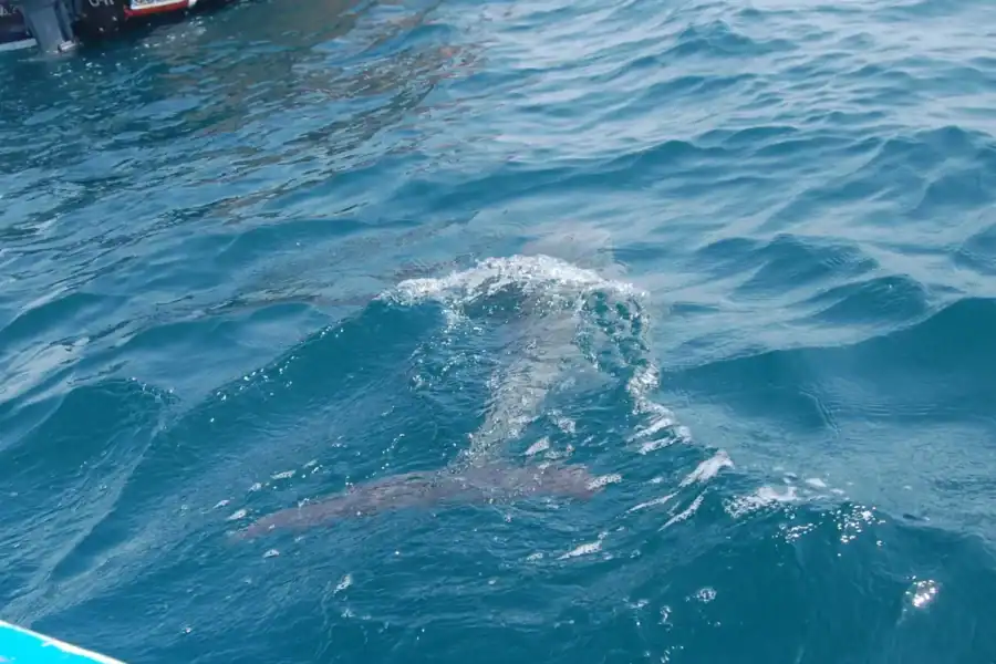 🕓Wasini Dolphin 🐬 Tour from Diani Beach / Mombasa