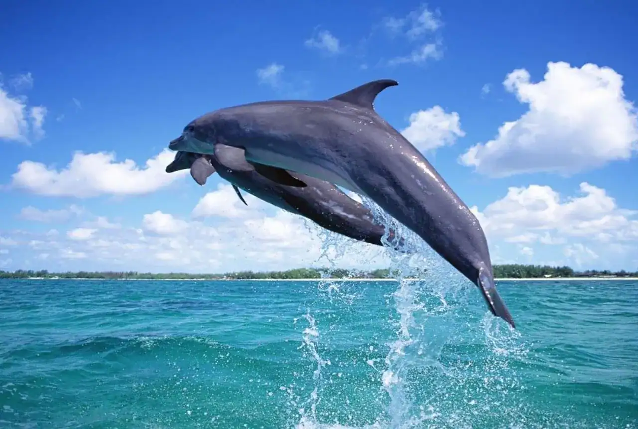 🕓Wasini Island: Dhow Tour, Kisite Marine Park Snorkeling& Dolphin Watching