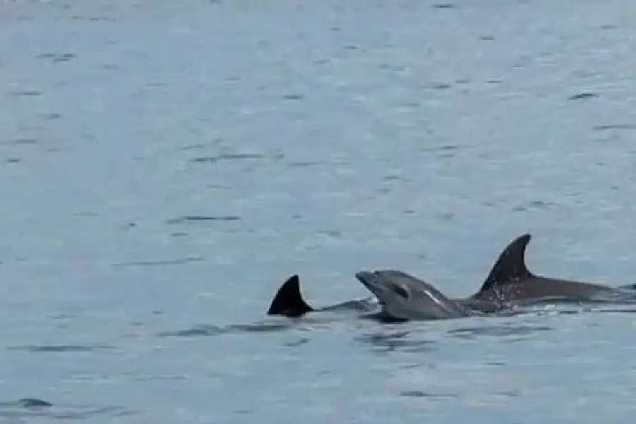 🚸Wasini Island: Marine Park, Dolphin Watch & Village Tour