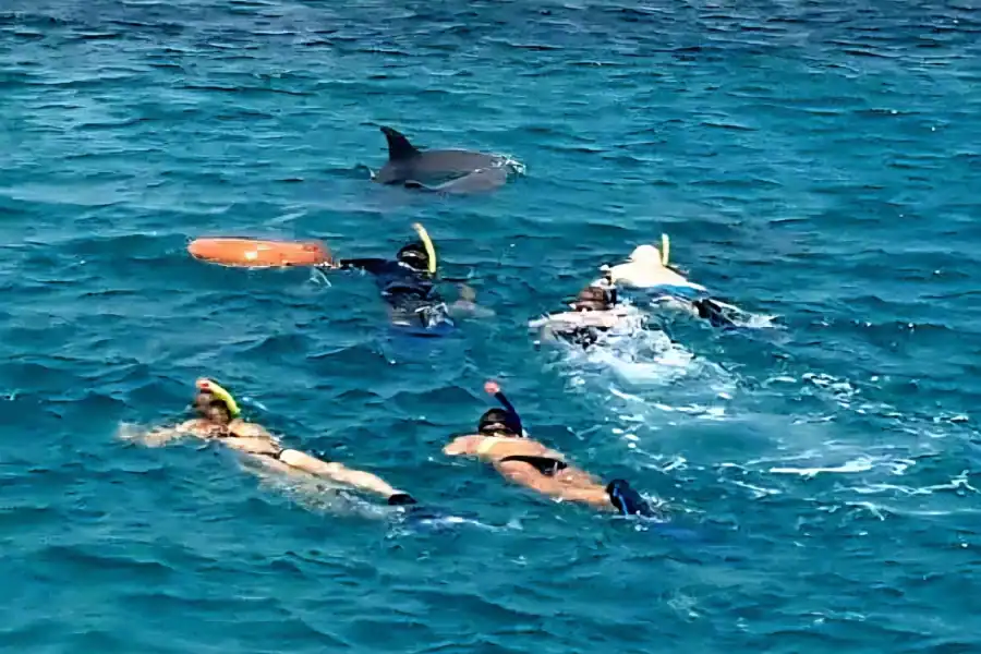 🕓Wasini Island: Snorkeling, Dolphin Watching, and Lunch