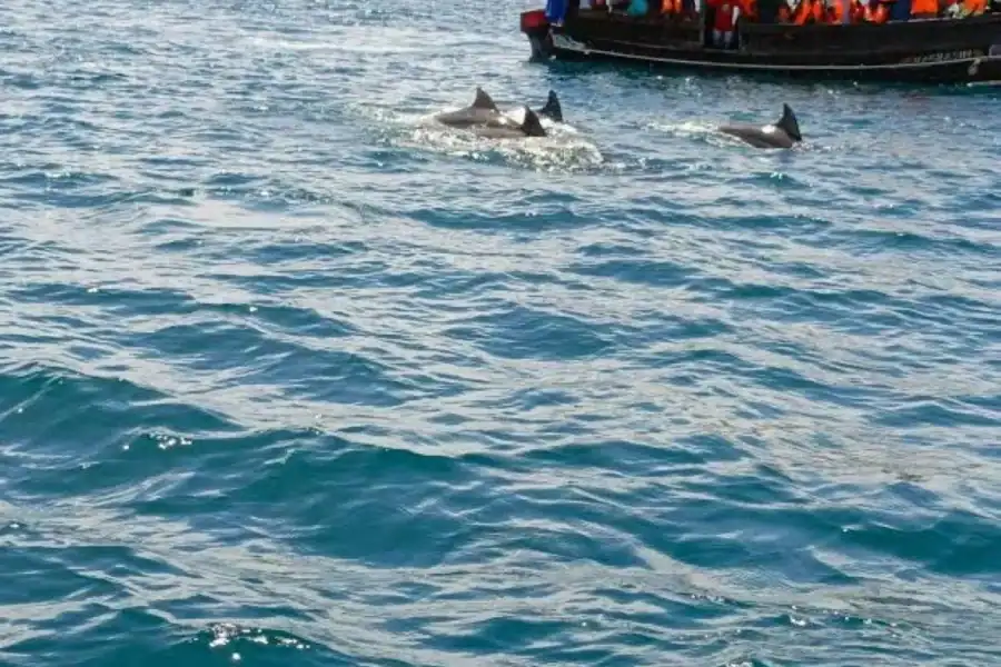 🕓Wasini Island Tour For Dolphin Watching& Snorkeling