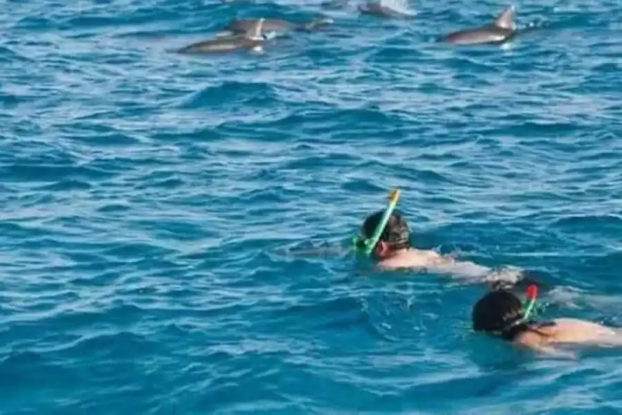 🚸Wasini:, Swimming With The Dolphins