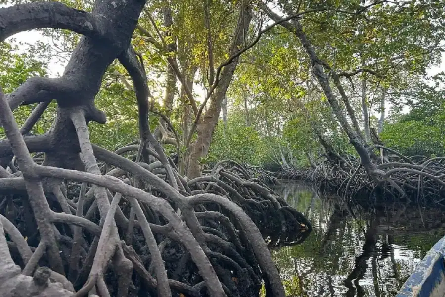 🕓Watamu: Mida Creek Mangrove& Birdwatching Tour w/Boat Ride