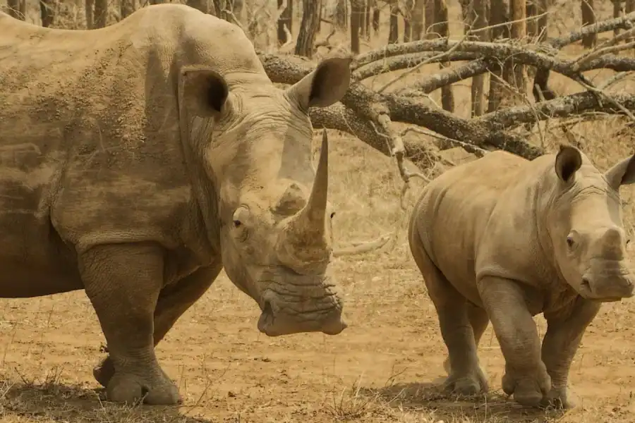 🕓Wild Lusaka Safari Experience – 4 Hour Adventure Tour