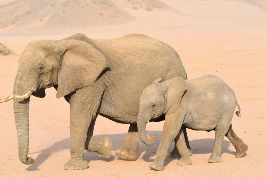🕓Windhoek: 4 Day Etosha National Park and Swakopmund Tour