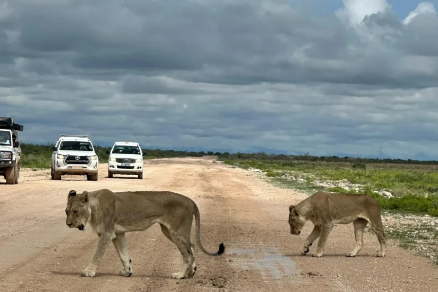 🕓Windhoek: Etosha National Park 3-Day Safari Tour