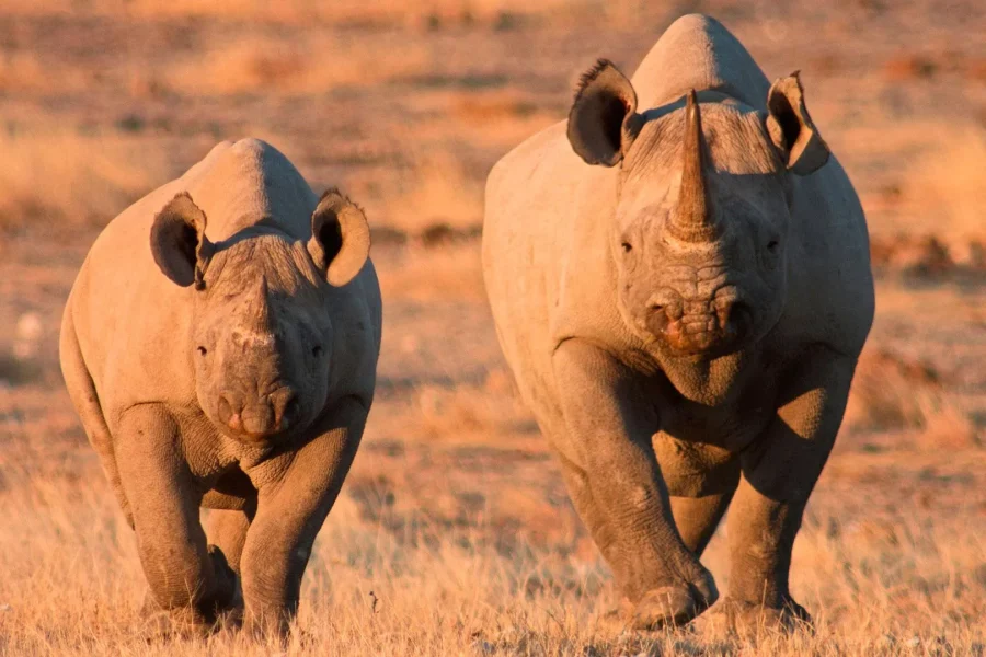 🕓Windhoek Etosha Park 3-Day shared Safari Tour