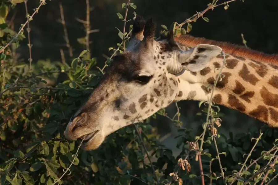 🕓Zambezi National Park Private Wildlife Safari (4 – 10 hours)