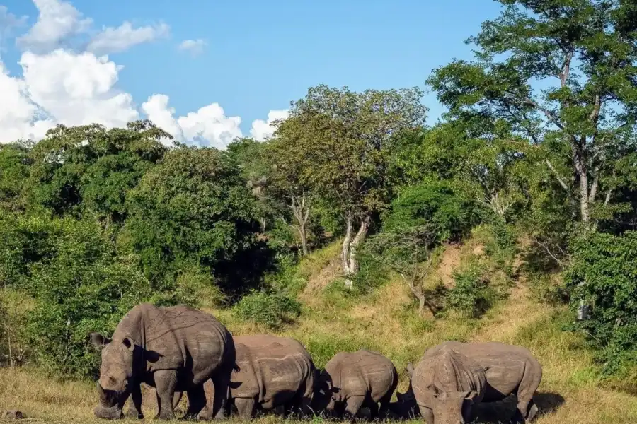 🕓Victoria Falls Rafting, Helicopter Flight, and Game Drive