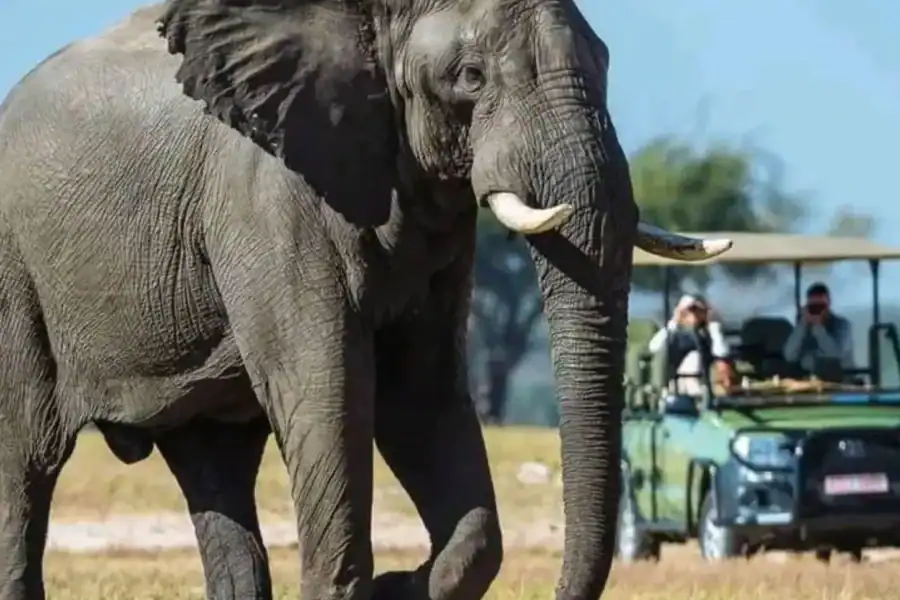 🕓Zambezi River Sunset Boat Cruise and Game Drive Safari