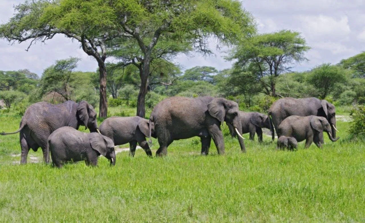 🕓Zanzibar: 3-Day Safari to Tarangire and Ngorongoro