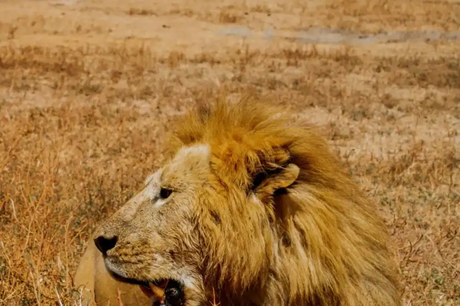 🕓Zanzibar: 5-Day Serengeti and Ngorongoro Safari with Flights