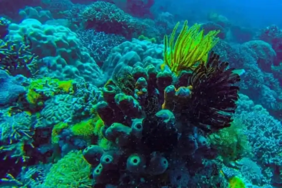 🕓Zanzibar: Blue Lagoon Snorkeling& Jozani Forest Tour