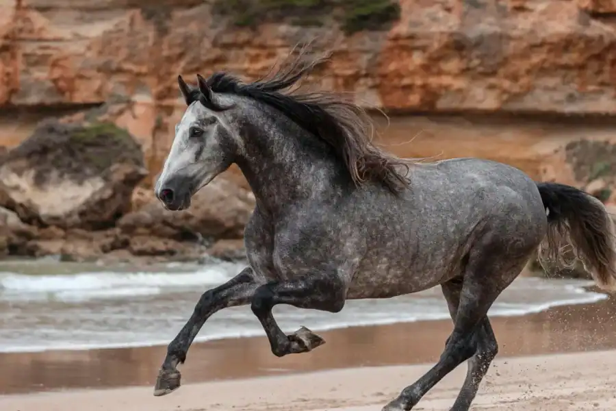 🕓Zanzibar: Horseback Riding and Turtle Aquarium Visit