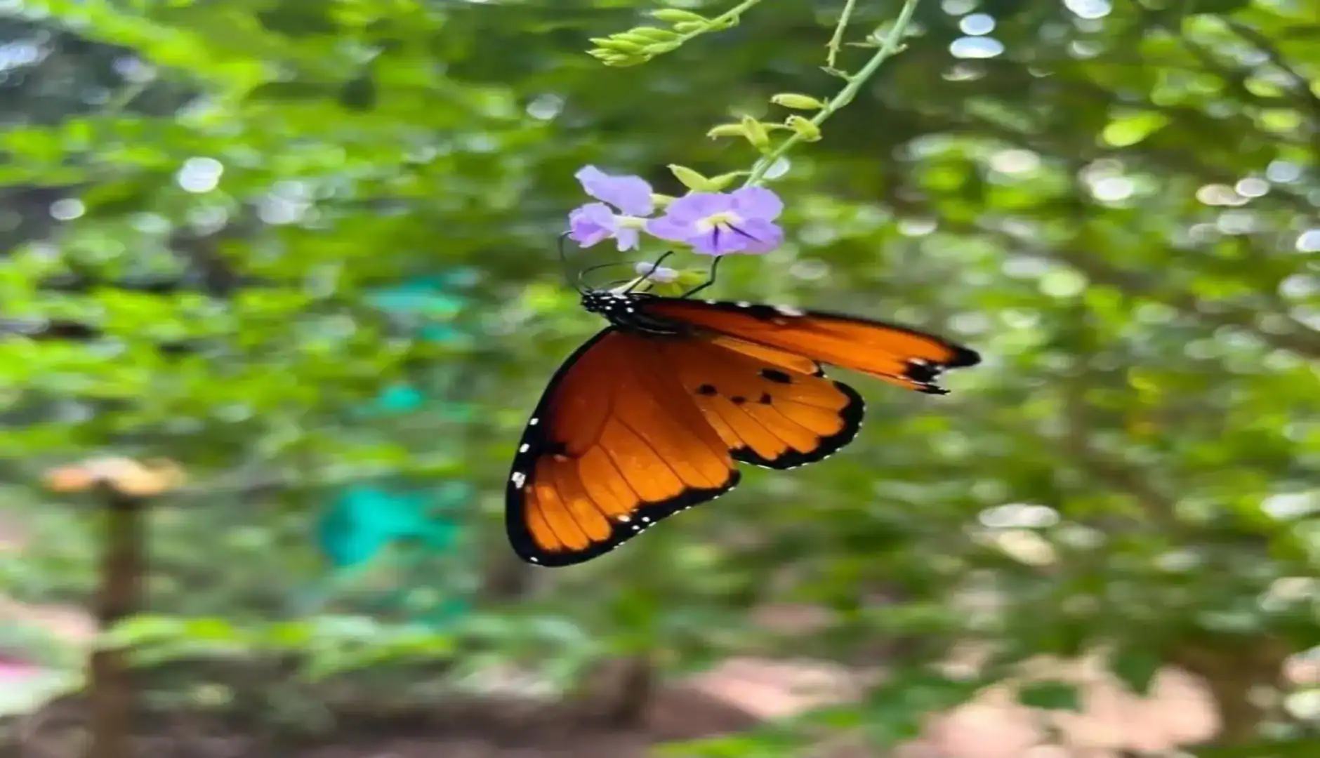 🕓Zanzibar: Jozani forest and Butterfly day tour
