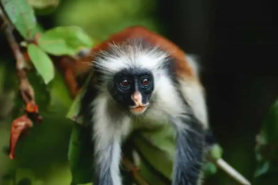🕓Zanzibar: Jozani Forest, Kuza Cave and Mtende Beach