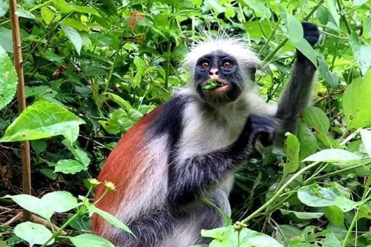 🕓Zanzibar: Jozani Forest& Mangrove Boardwalk Experience