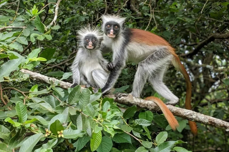 🕓Zanzibar: Jozani forest, Monkeys& Dinner at The Rock