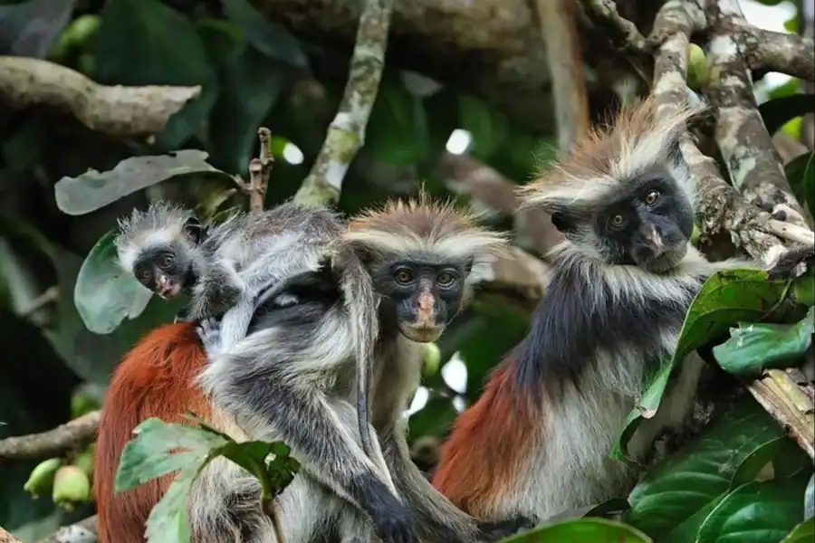 🕓Zanzibar: Jozani forest, Prison island& Spice farm tour