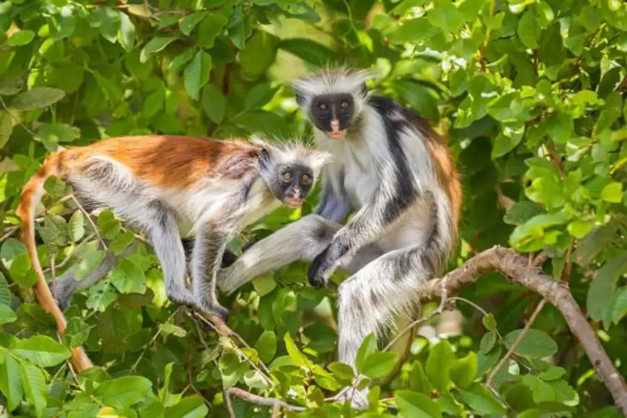 🕓Zanzibar: Jozani Forest, Reptile Park, and Mtende Beach Tour