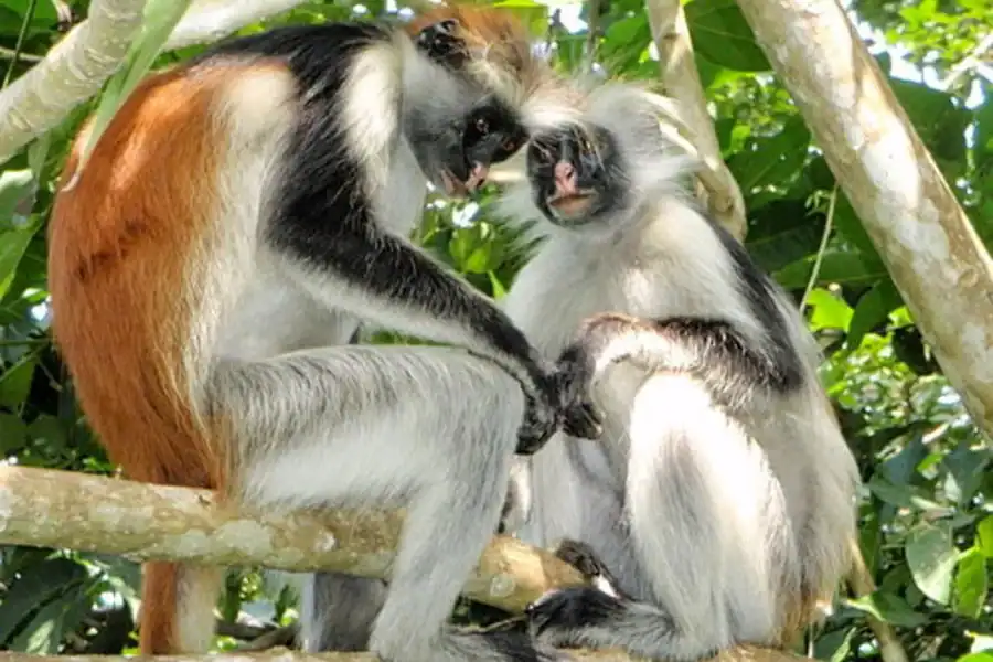🕓Zanzibar: Jozani Forest, Salaam Cave, and Stone Town Tour