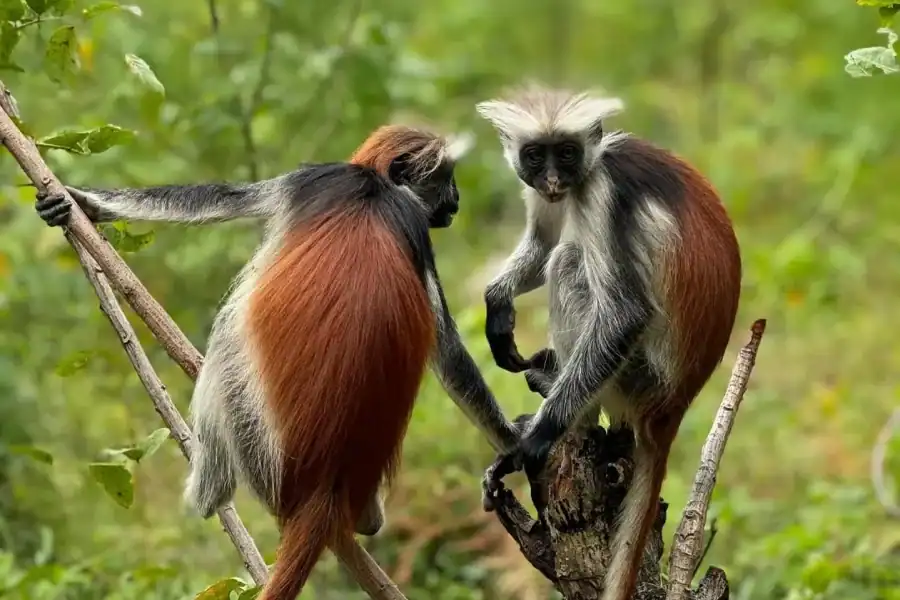 🕓Zanzibar: Jozani Forest, Salaam& Maalum Caves and Sunset