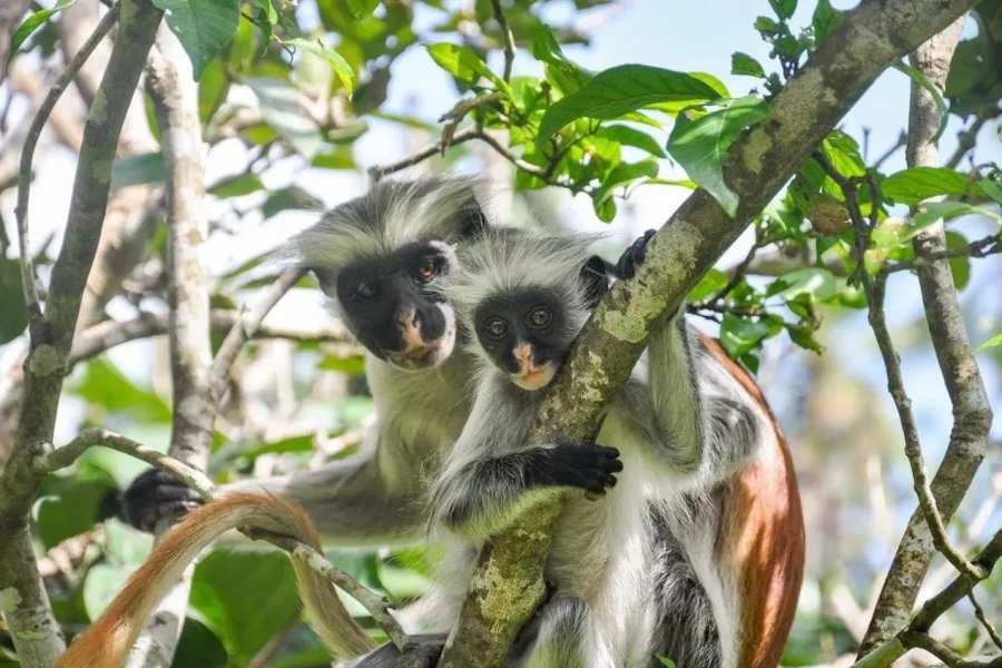🕓Zanzibar: Jozani Forest, Spice Farm, Stone Town Private Tour