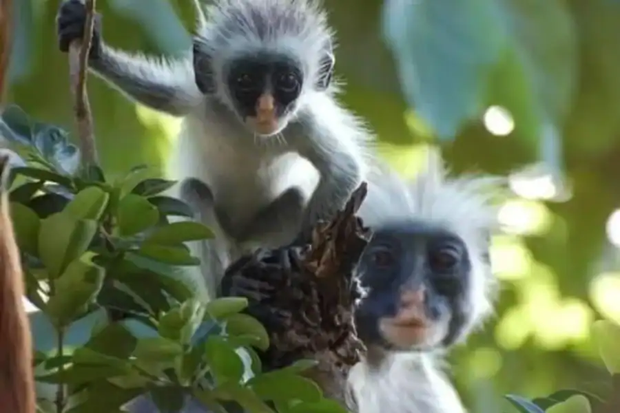 🕓Zanzibar: Jozani Forest/Doplhin tour kizimkazi/Salam Cave