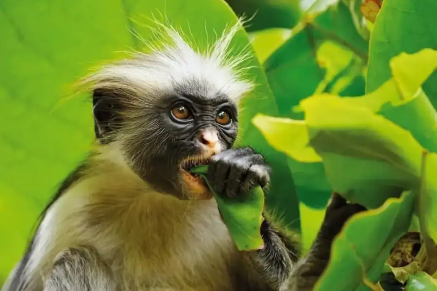 🕓Zanzibar: Jozani nature walk and wildlife tour