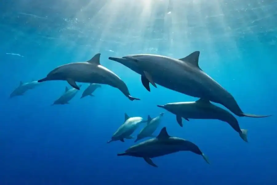 🕓Zanzibar: Kizimkazi Dolphin Tour& Sea turtle Sanctuary Tour