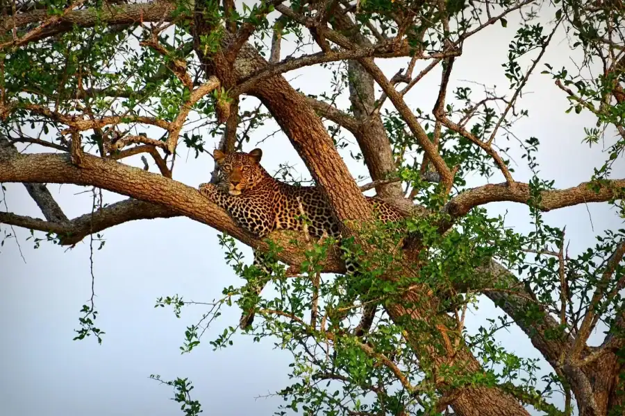 🕓Zanzibar: Mikumi 3-Day Safari, Maasai& Waterfalls