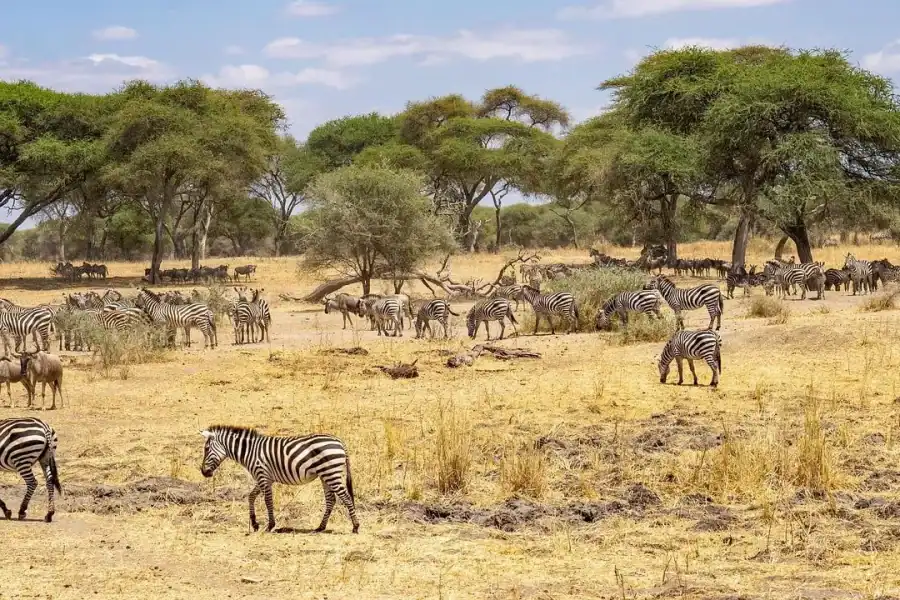 🕓Zanzibar: Mikumi Wonderful Safari with Open Jeeps