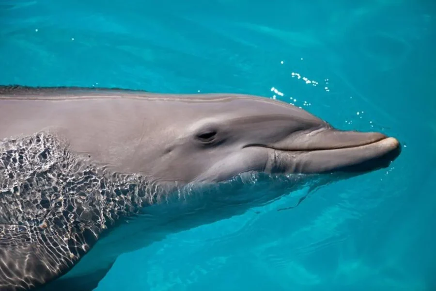 🕓Zanzibar: Mnemba Dolphins, Turtle Swim& The Rock Tour