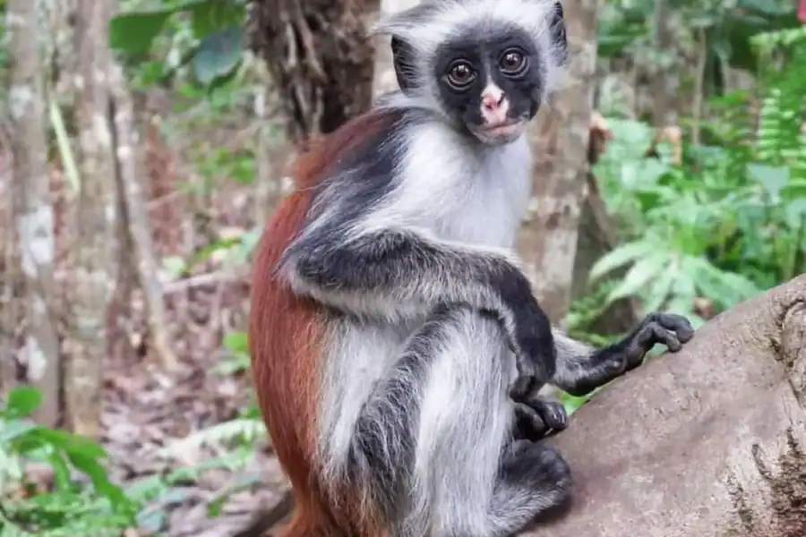 🕓Zanzibar: Mnemba Snorkeling, Spice Tour& Jozani Forest Tour